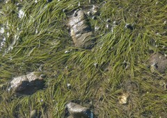Zostera