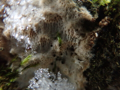 Rigidoporus corticola