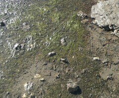 Zostera