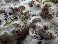 Rigidoporus corticola