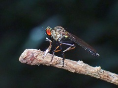 Ommatiini