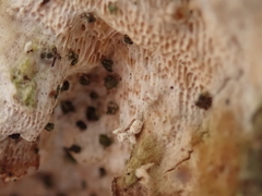 Rigidoporus corticola