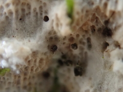 Rigidoporus corticola