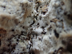 Rigidoporus corticola