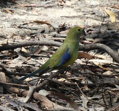 Neophema chrysostoma