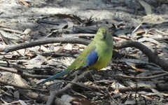 Neophema chrysostoma