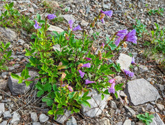 Penstemon cardwellii