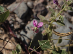 Phaseolus filiformis