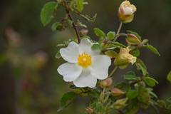 Cistus salviifolius