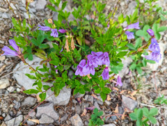 Penstemon cardwellii
