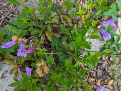 Penstemon cardwellii
