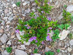 Penstemon cardwellii