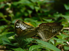 Tanaecia palguna