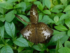 Tanaecia palguna