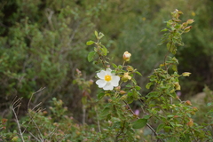 Cistus salviifolius