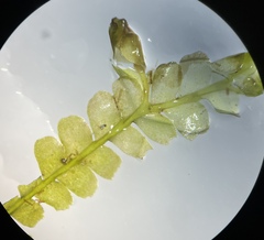 Chiloscyphus polyanthos