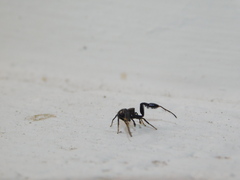 Harmochirus brachiatus