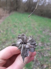 Rabdophaga rosaria