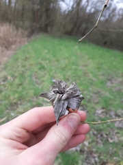Rabdophaga rosaria