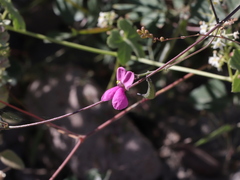 Phaseolus filiformis