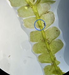 Chiloscyphus polyanthos