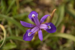 Moraea sisyrinchium