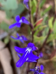 Lobelia dentata