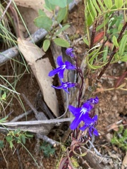 Lobelia dentata