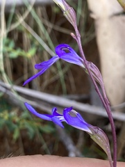 Lobelia dentata
