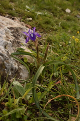 Moraea sisyrinchium