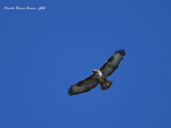 Buteo buteo
