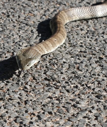 Tiger Snake sighting