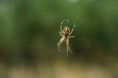 Neoscona adianta
