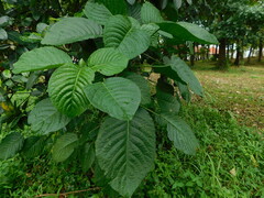 Ruellieae
