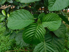 Ruellieae