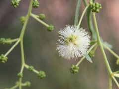 Acacia salicina