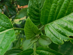 Ruellieae
