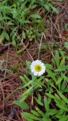 Erigeron longipes