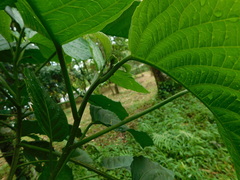 Ruellieae