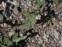 Phaseolus filiformis