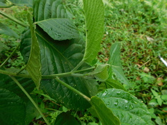 Ruellieae