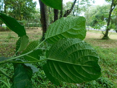 Ruellieae
