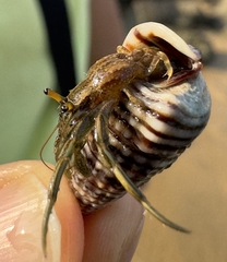 Clibanarius longitarsus