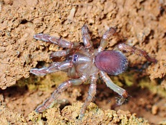Barychelidae