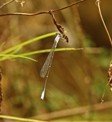Labidiosticta vallisi