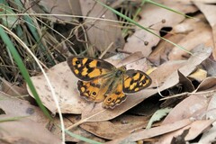 Heteronympha penelope