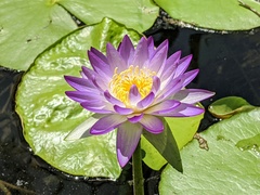 Nymphaea violacea