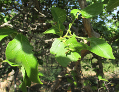 Vangueria