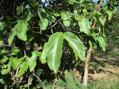 Vangueria