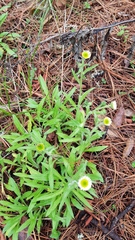 Erigeron longipes